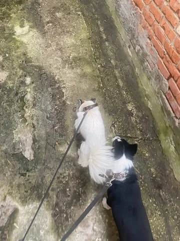 Потерянные собаки в Саратове - Сбор средств в Саратов