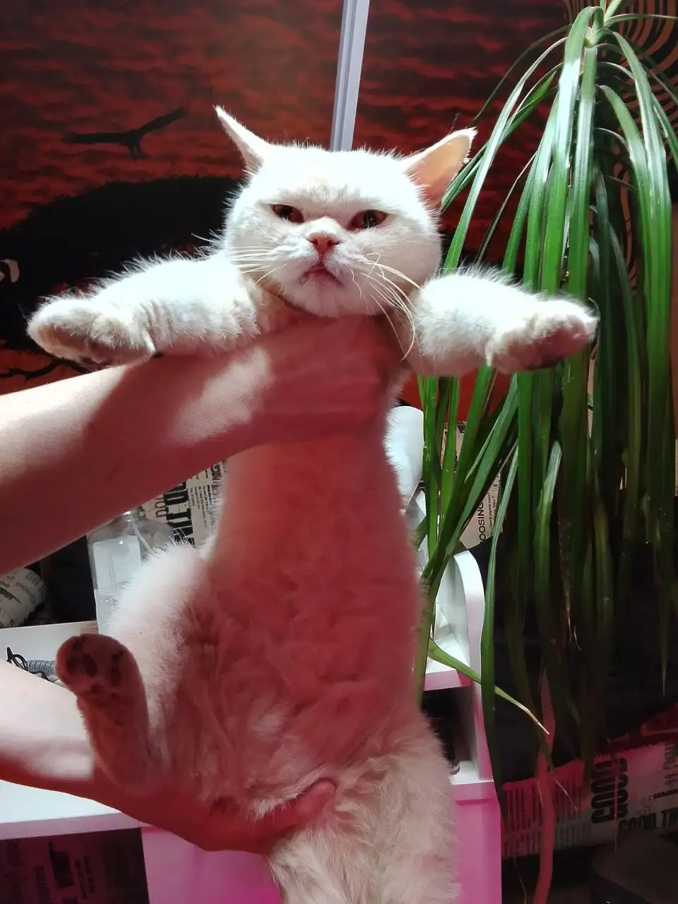 Пристройство спасенной породистой кошечки-подростка - Кошки (Животные) в Саратов