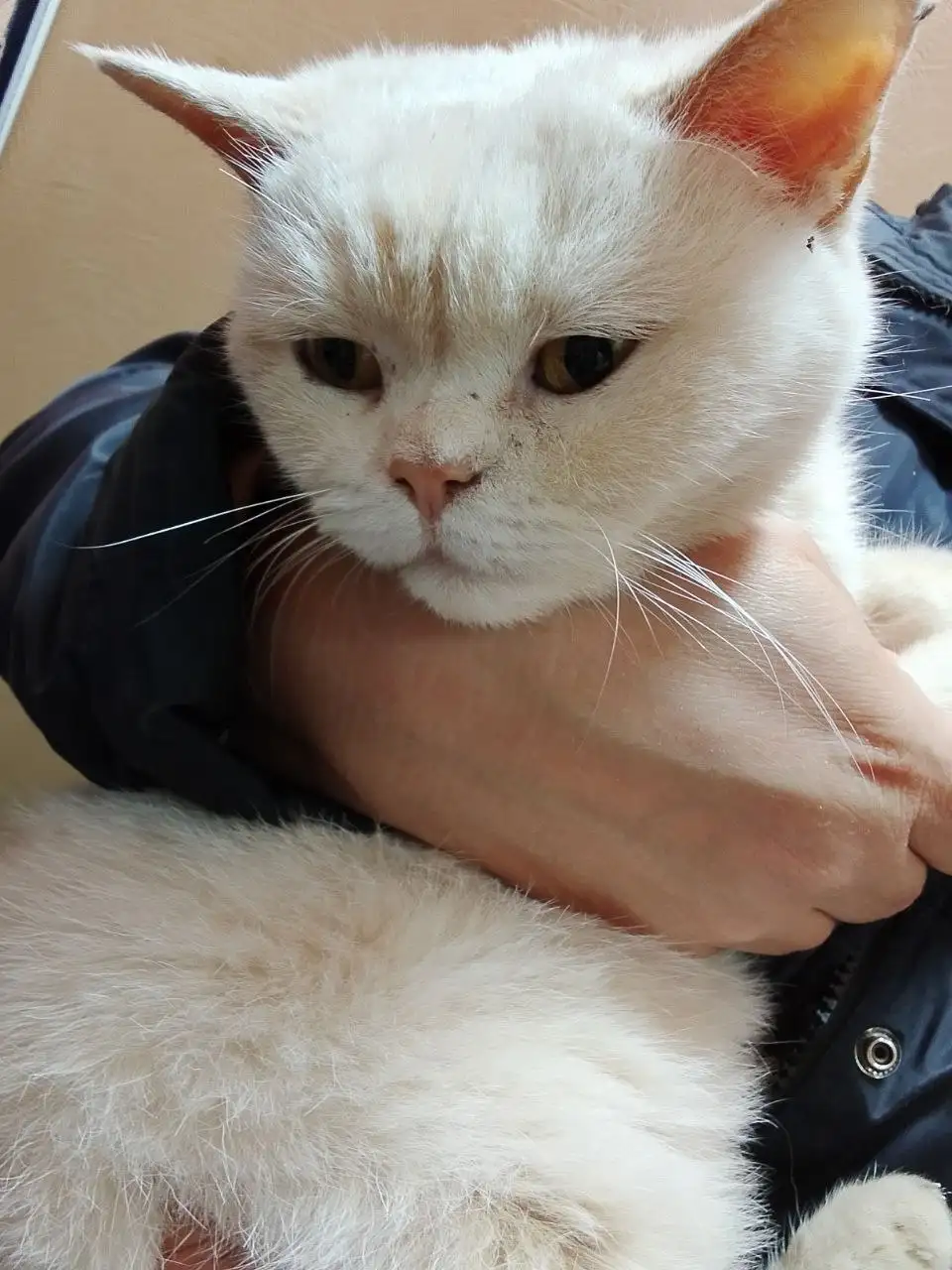 Пристройство спасенной породистой кошечки-подростка - Кошки (Животные) в Саратов