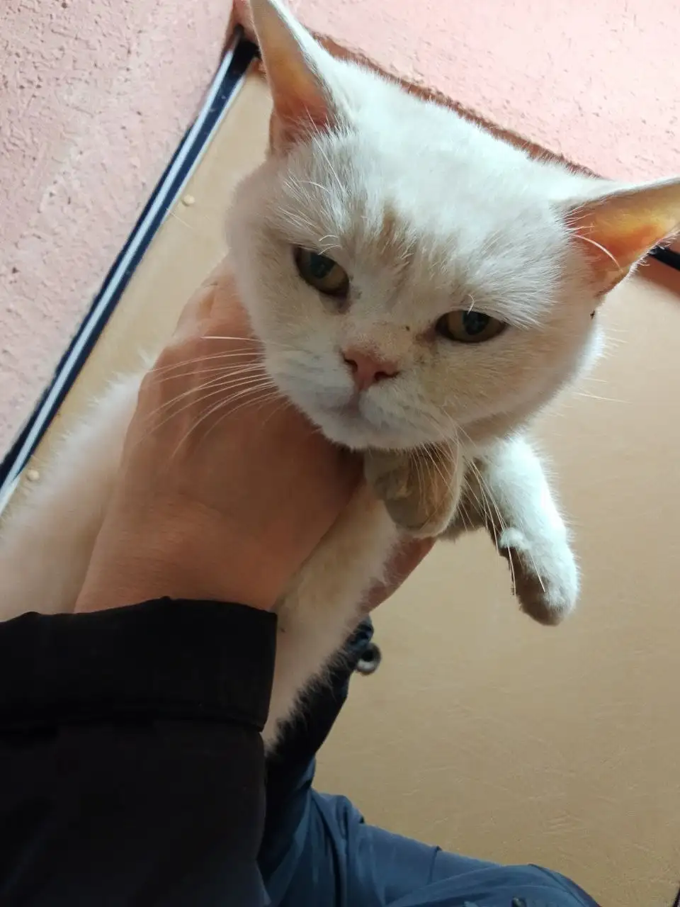 Пристройство спасенной породистой кошечки-подростка - Кошки (Животные) в Саратов