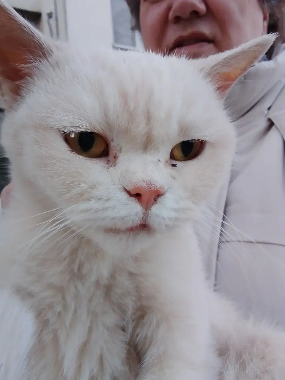 Пристройство спасенной породистой кошечки-подростка - Кошки (Животные) в Саратов