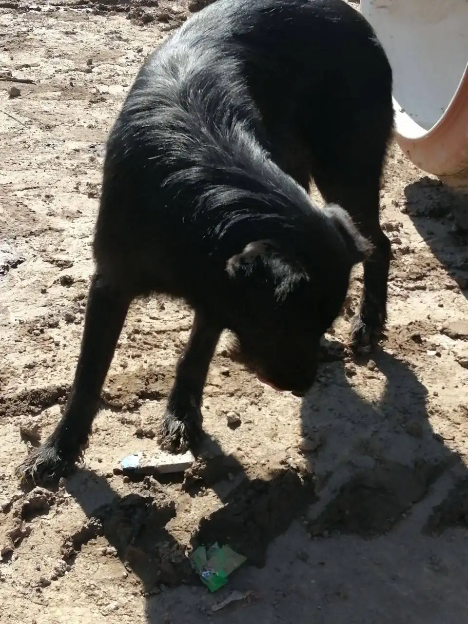 Потерянное животное в Саратове - Потерянные животные (Животные) в Саратов