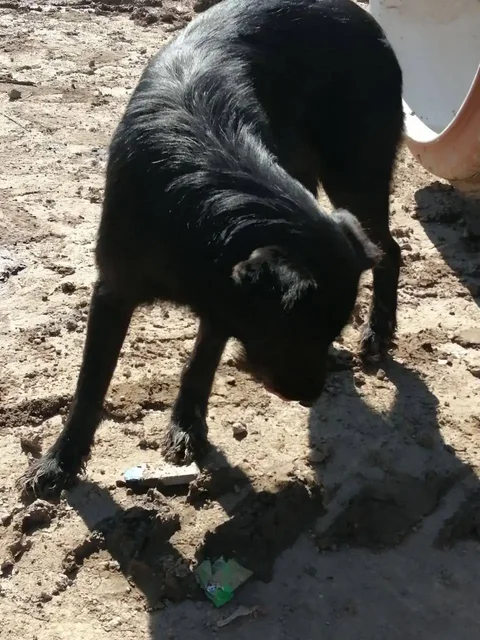 Потерянное животное в Саратове - Сбор средств в Саратов
