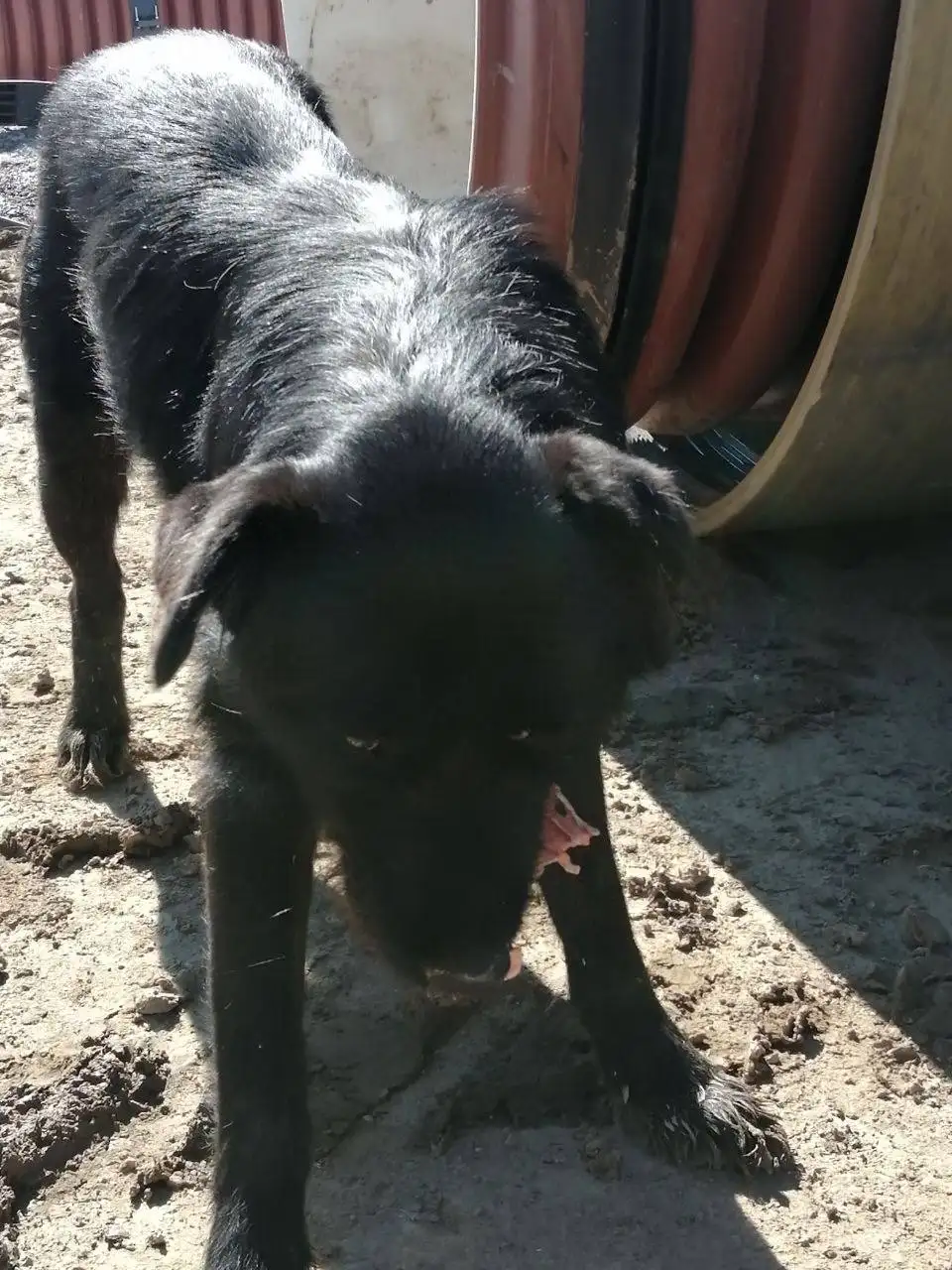 Потерянное животное в Саратове - Потерянные животные (Животные) в Саратов