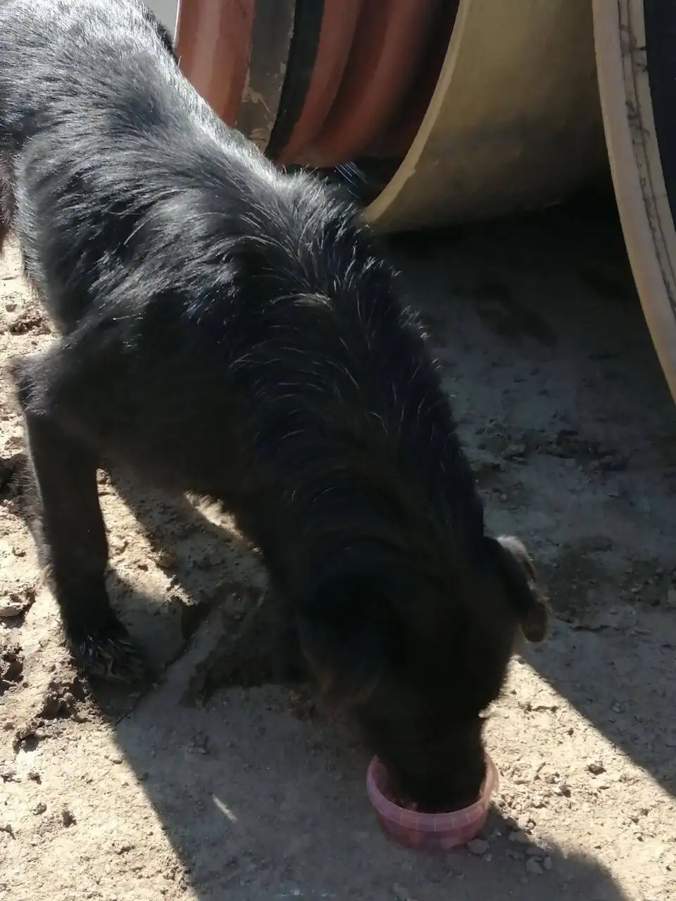 Потерянное животное в Саратове - Потерянные животные (Животные) в Саратов