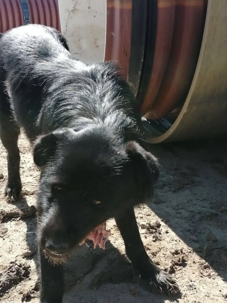 Потерянное животное в Саратове - Потерянные животные (Животные) в Саратов