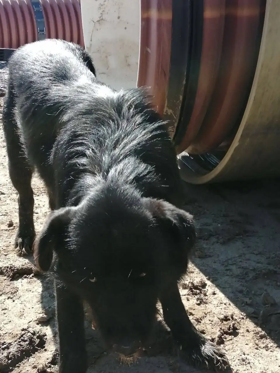 Потерянное животное в Саратове - Потерянные животные (Животные) в Саратов