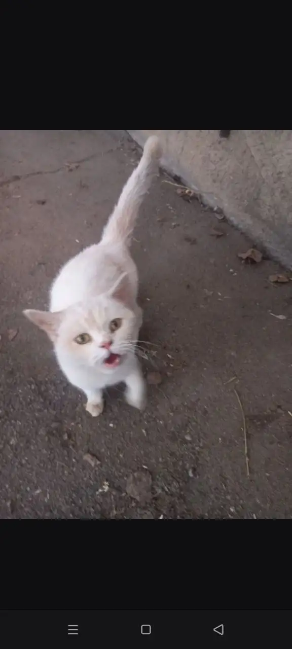 Срочный пристрой породистой кошечки подростка - Кошки (Животные) в Саратов