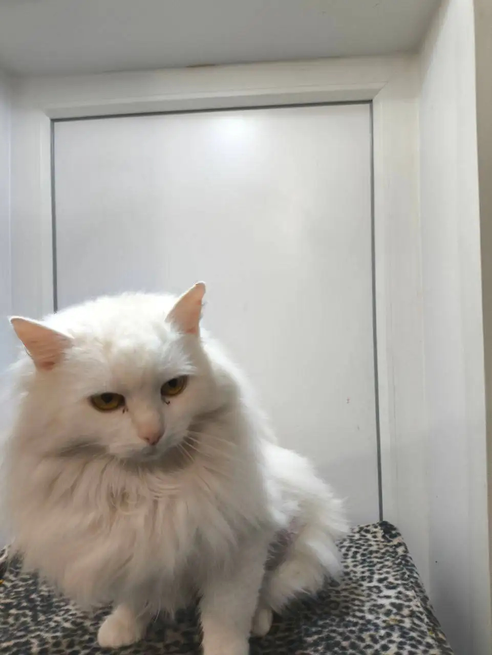 Сбор средств для кошки Беляшки Лили - Кошки (Животные) в Саратов