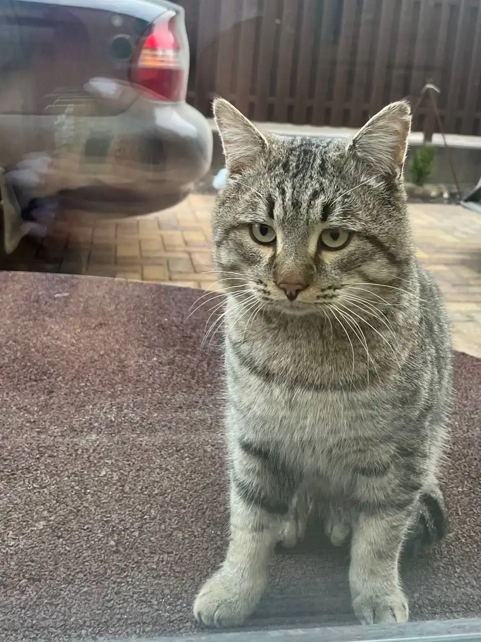 Пристрой кота Маня - Кошки (Животные) в Саратов