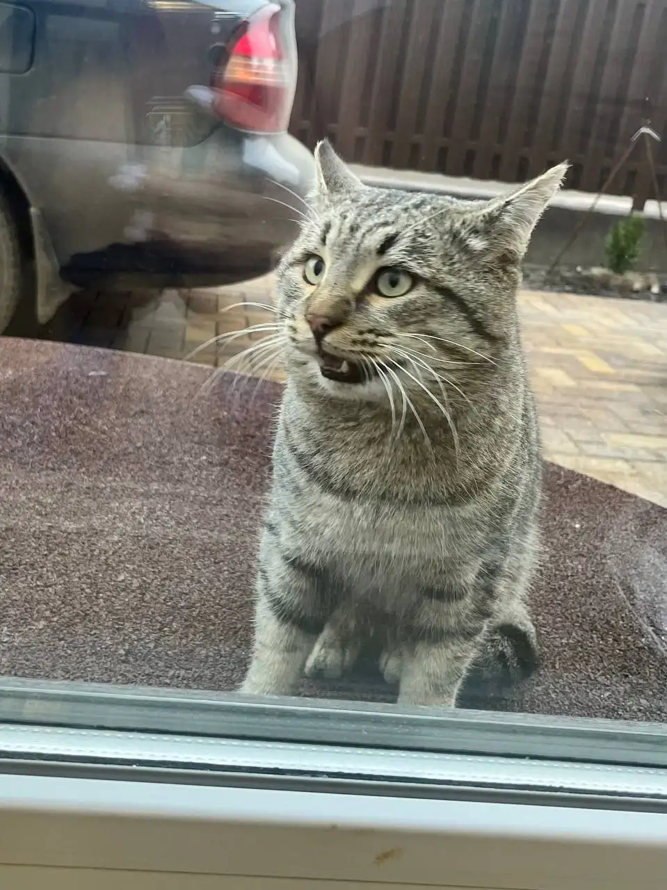 Пристрой кота Маня - Кошки (Животные) в Саратов