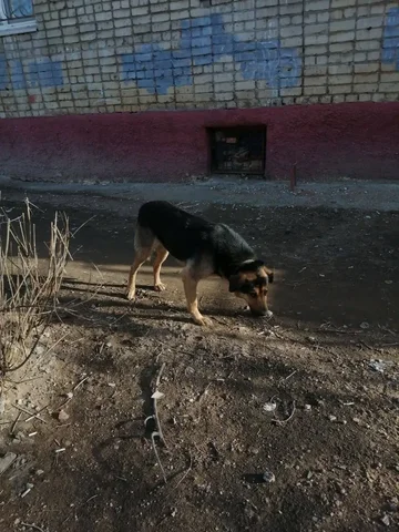 Пропала собака в Саратове - Сбор средств в Саратов