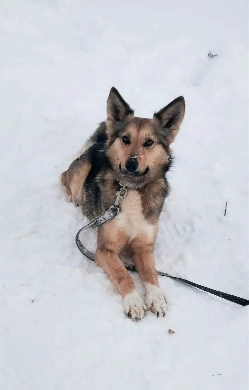Сбор средств на передержку собаки Лаймы в приюте Преданные души - Передержка (Животные) в Саратов