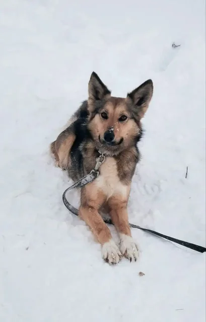 Сбор средств на передержку собаки Лаймы в приюте Преданные души - Сбор средств в Саратов