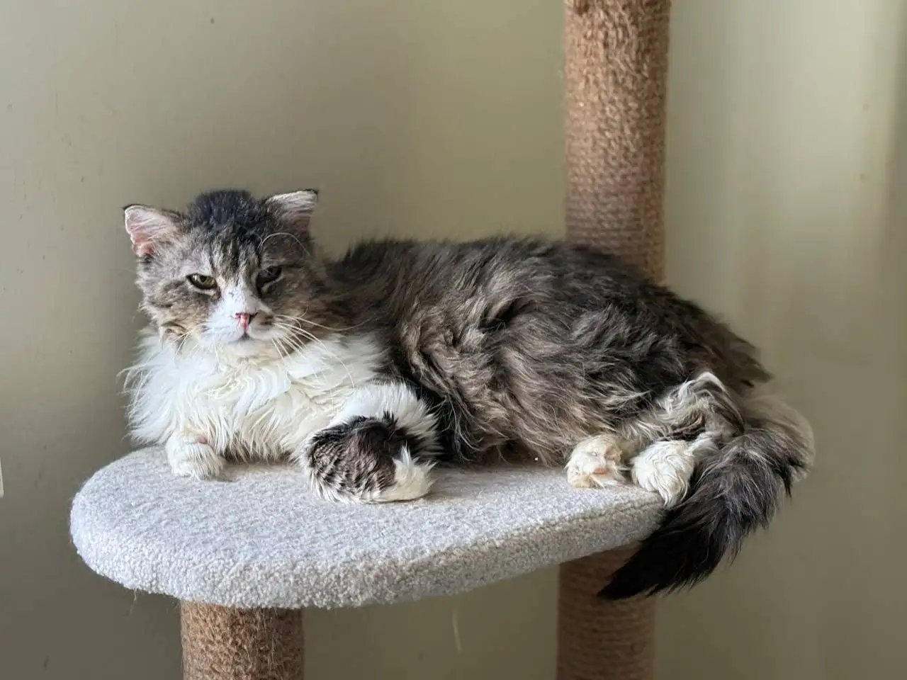 Поиск финкураторов для кота Барина с лейкозом - Кошки (Животные) в Саратов