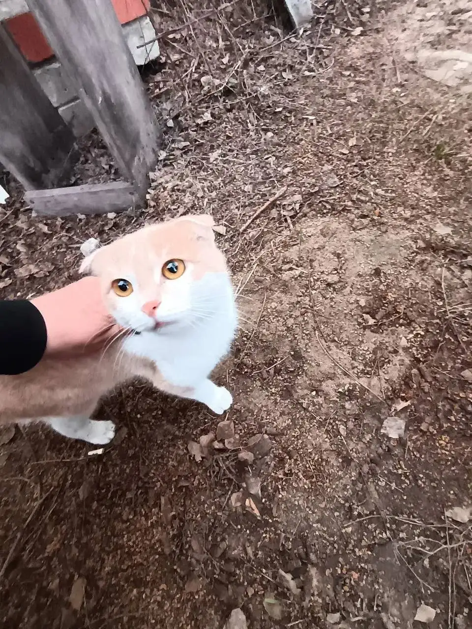 Потерявшийся кот в Комсомольском посёлке - Кошки (Животные) в Саратов