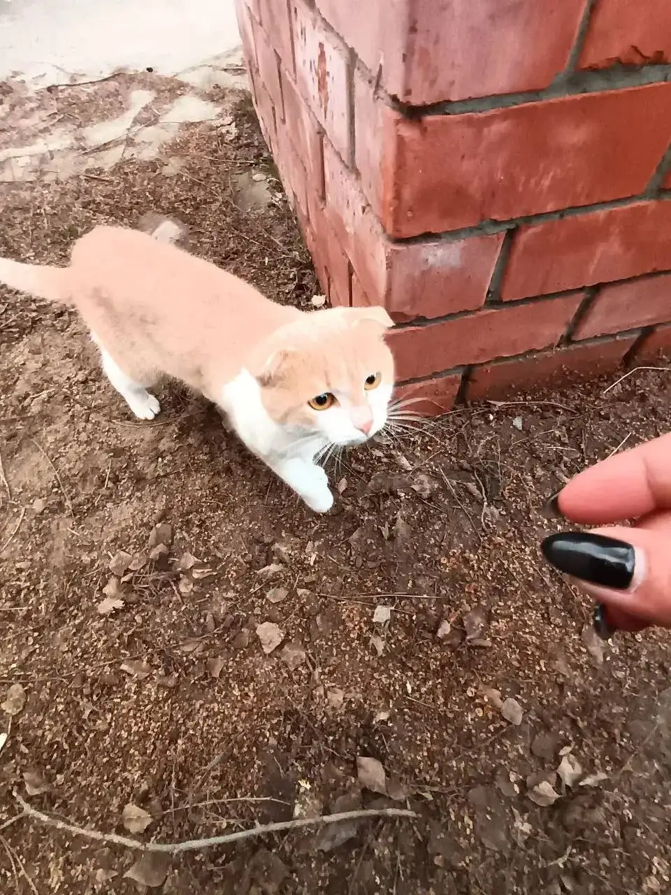 Потерявшийся кот в Комсомольском посёлке - Кошки (Животные) в Саратов