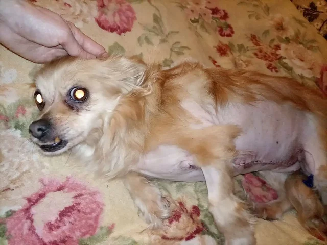 Благодарность за помощь в операции животного - Сбор средств в Саратов