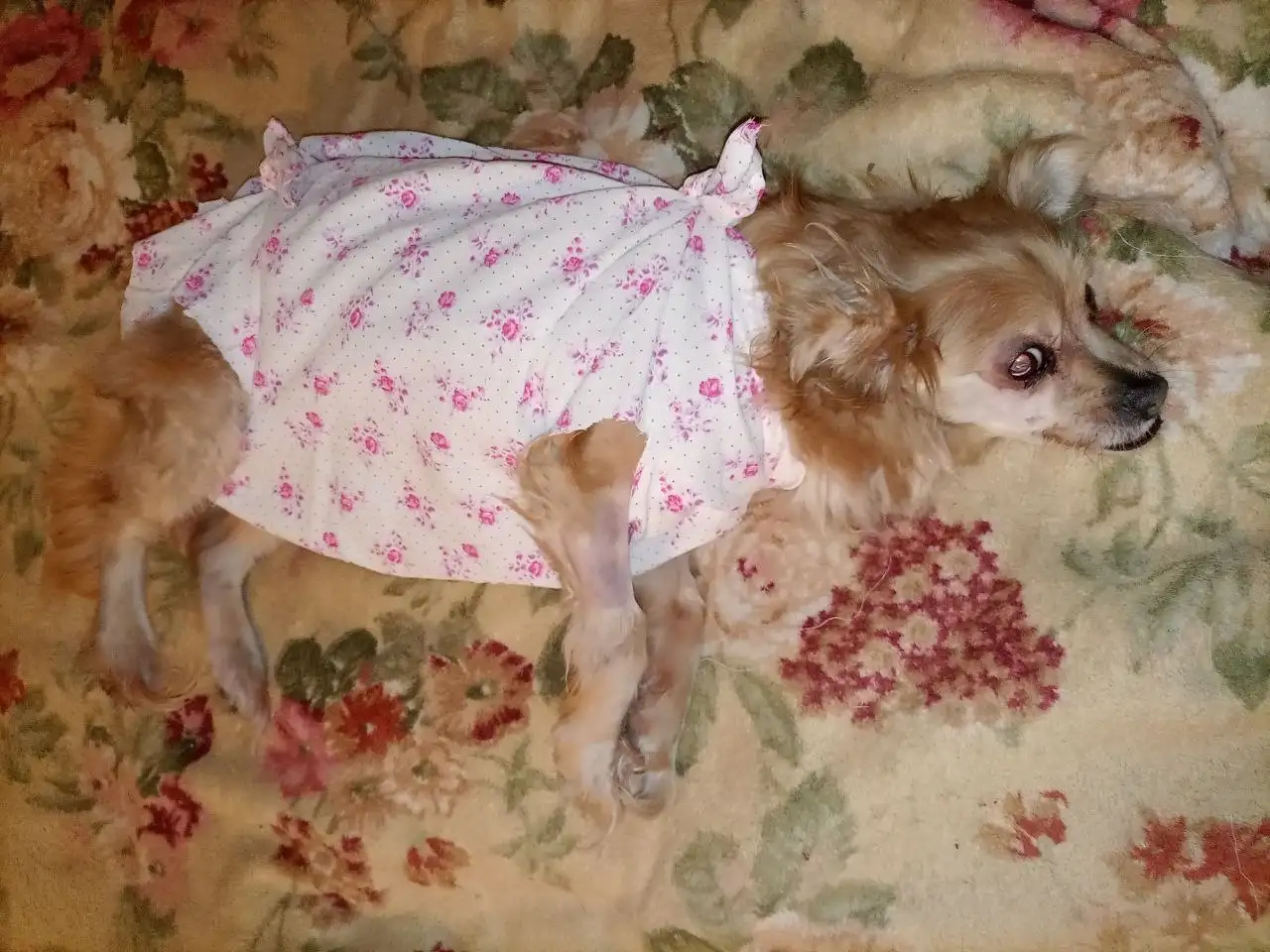 Благодарность за помощь в операции животного - Кошки (Животные) в Саратов