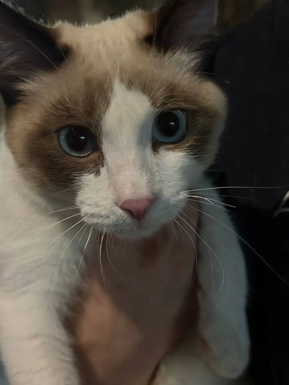 Передержка или дом для найденной кошки в Саратове - Кошки (Животные) в Саратов