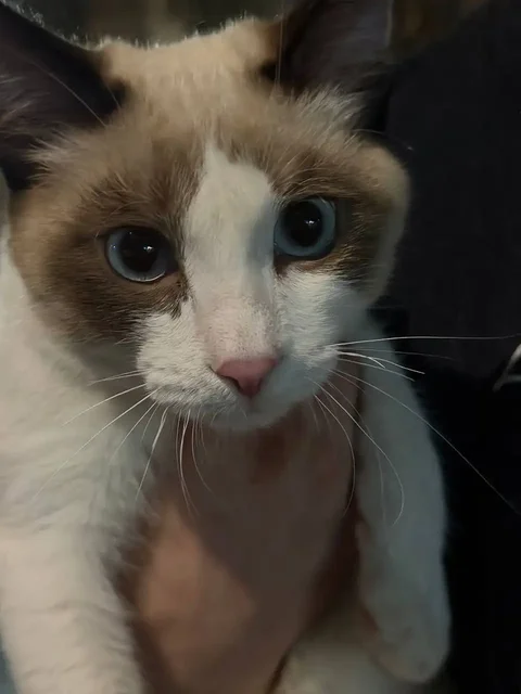 Передержка или дом для найденной кошки в Саратове - Сбор средств в Саратов