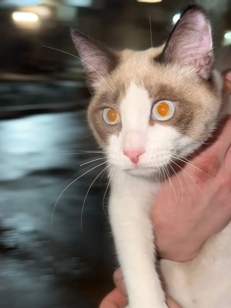 Передержка или дом для найденной кошки в Саратове - Кошки (Животные) в Саратов