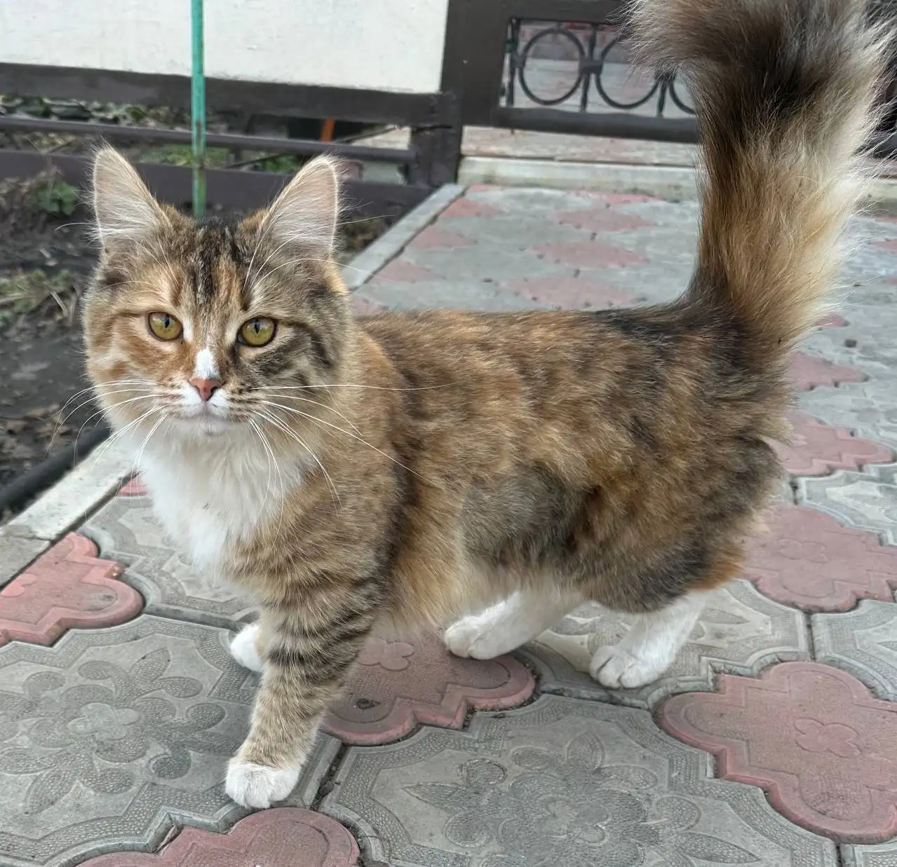 Пристройство кошки Масяни - Кошки (Животные) в Калининск