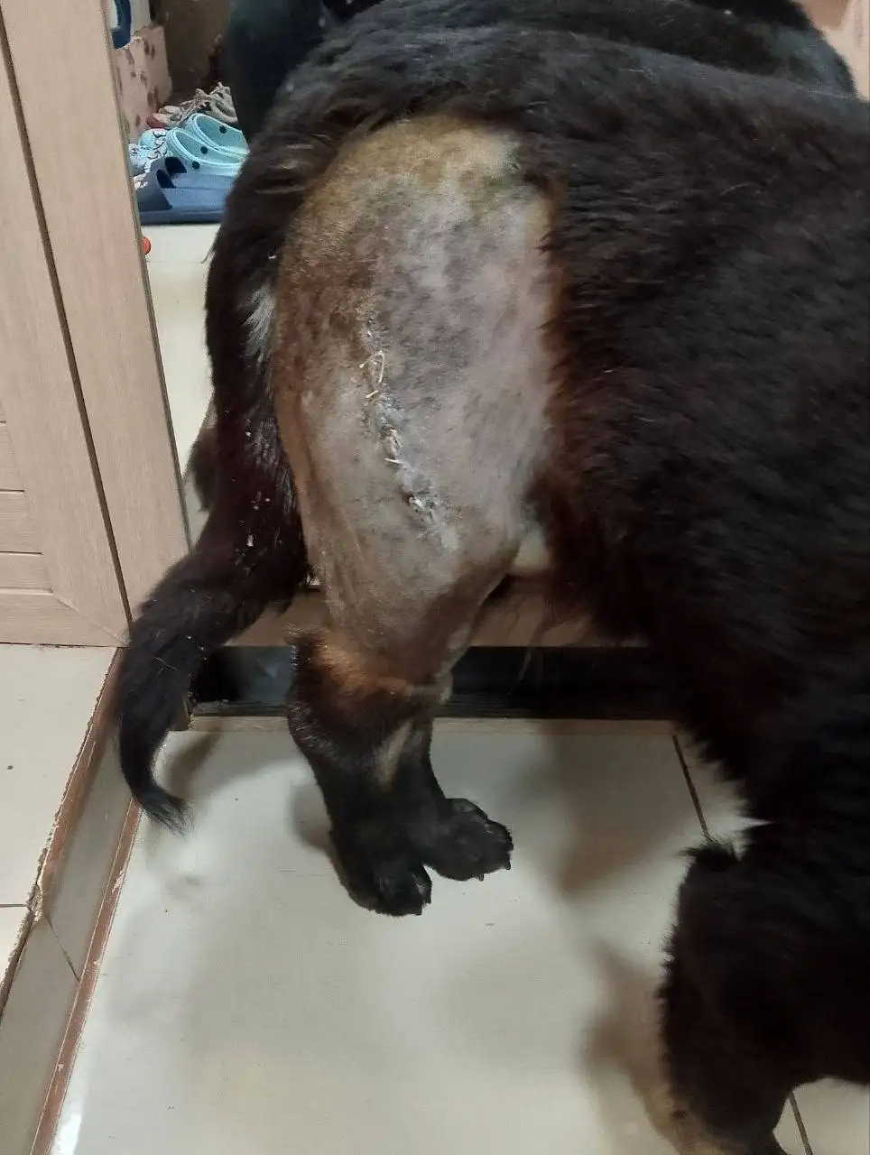 Помощь в восстановлении кабачка после ДТП в Саратове - Благотворительность (Животные) в Саратов