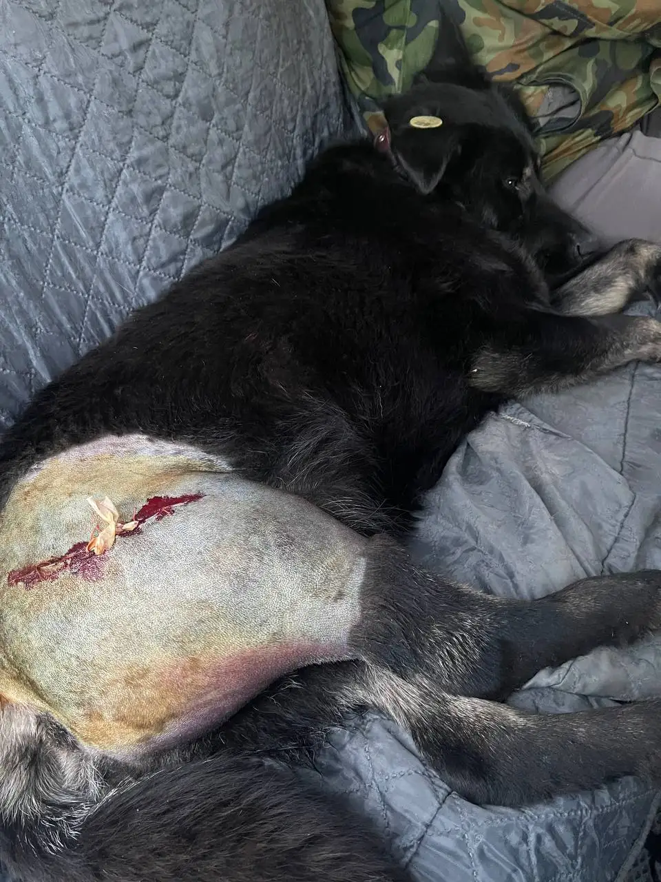 Помощь в восстановлении кабачка после ДТП в Саратове - Благотворительность (Животные) в Саратов