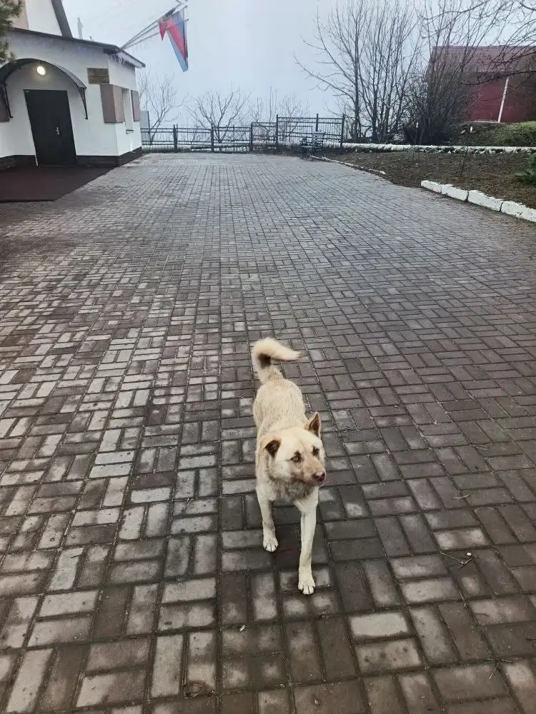 Выброшенная собака в Усть-Курдюме - Собаки (Животные) в Усть-Курдюм