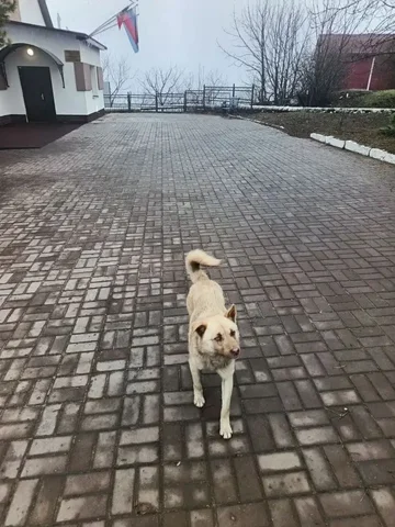 Выброшенная собака в Усть-Курдюме - Животные в Усть-Курдюм