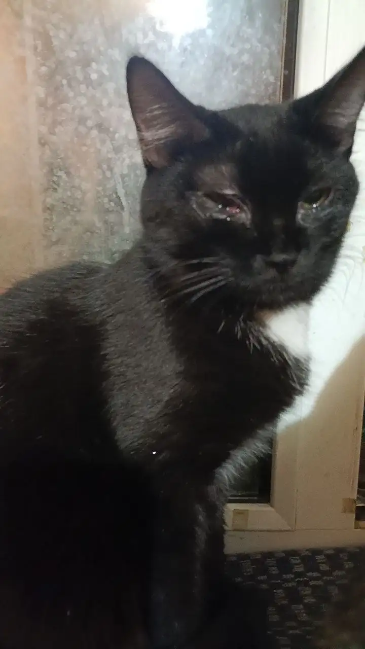 Лечение котят с просьбой о помощи - Животные в Саратов