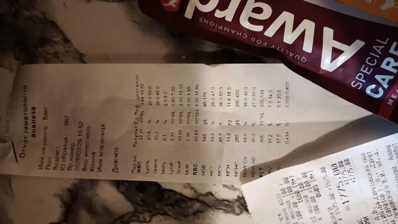 Лечение котят с просьбой о помощи - Животные в Саратов