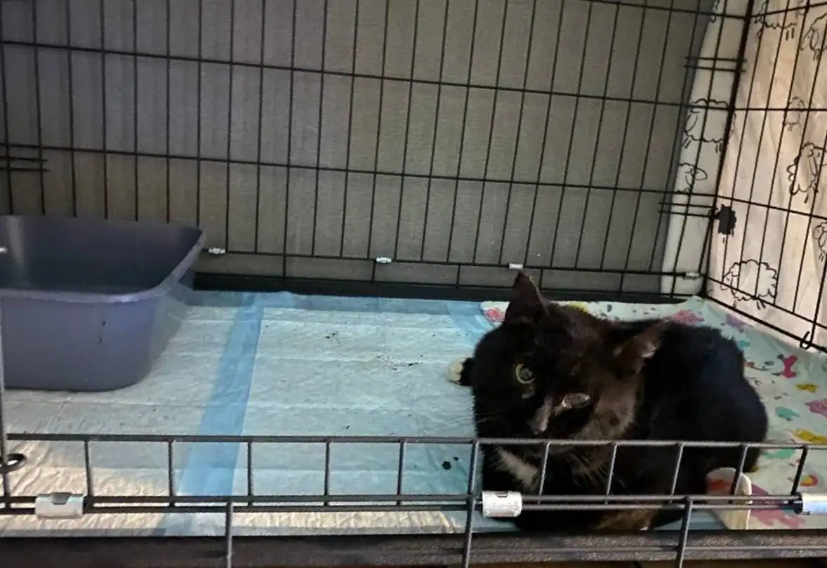 Поиск финкураторов для черныша в Саратове - Помощь животным (Животные) в Саратов