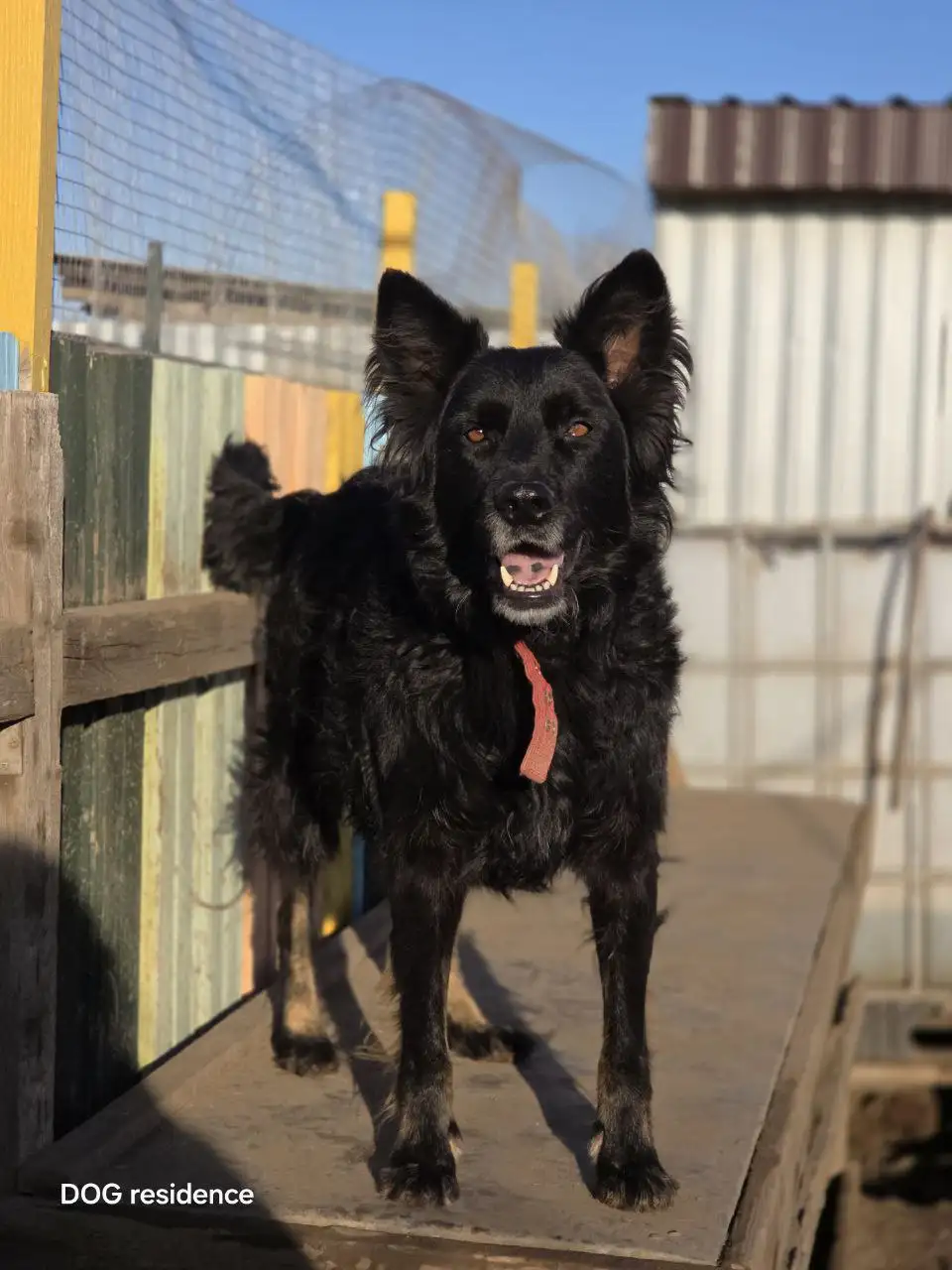Помощь собаке Ночке с оплатой передержки - Собаки (Животные) в Саратов