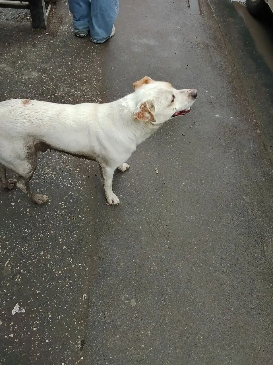 Потерявшаяся собака у остановки Максима Горького - Потерянные животные (Животные) в Энгельс