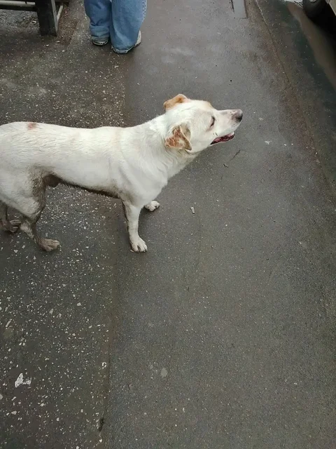 Потерявшаяся собака у остановки Максима Горького - Птицы в Энгельс