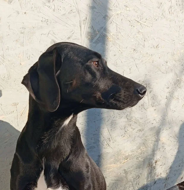 Просьба о финансовой помощи для передержки собаки Бэкки - Пристройство животных в Саратов