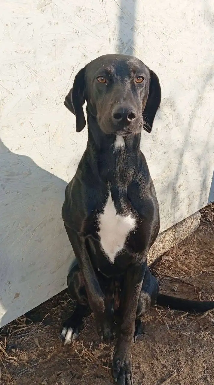 Просьба о финансовой помощи для передержки собаки Бэкки - Собаки (Животные) в Саратов