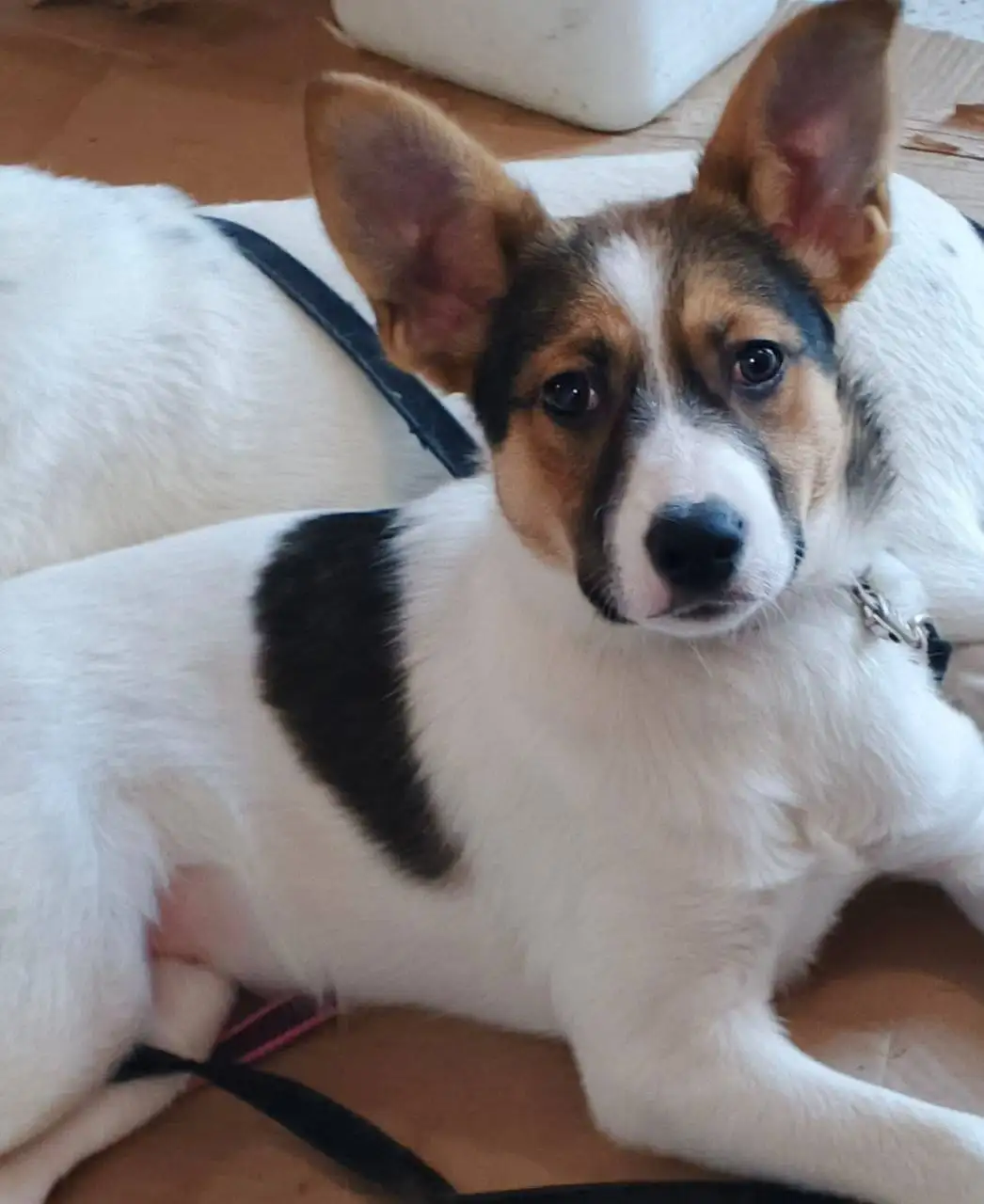 Сбор средств на передержку щенков Бенни и Плюши в Саратове - Собаки (Животные) в Саратов