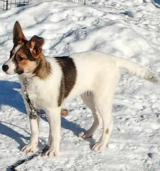 Сбор средств на передержку щенков Бенни и Плюши в Саратове - Собаки (Животные) в Саратов