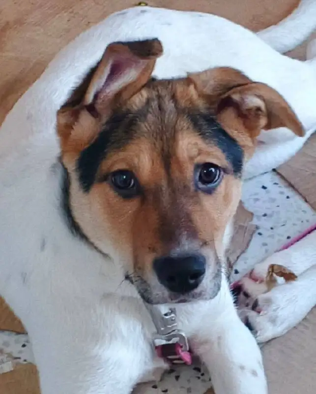 Сбор средств на передержку щенков Бенни и Плюши в Саратове - Собаки (Животные) в Саратов