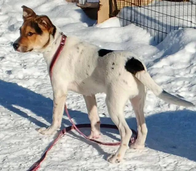 Сбор средств на передержку щенков Бенни и Плюши в Саратове - Собаки (Животные) в Саратов