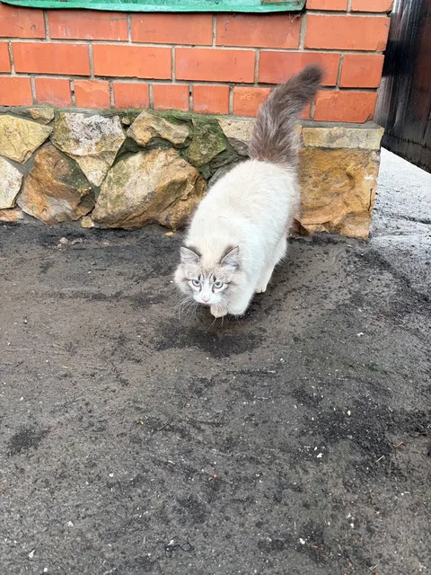 Потерявшаяся глухая кошка в Энгельсе - Птицы в Энгельс