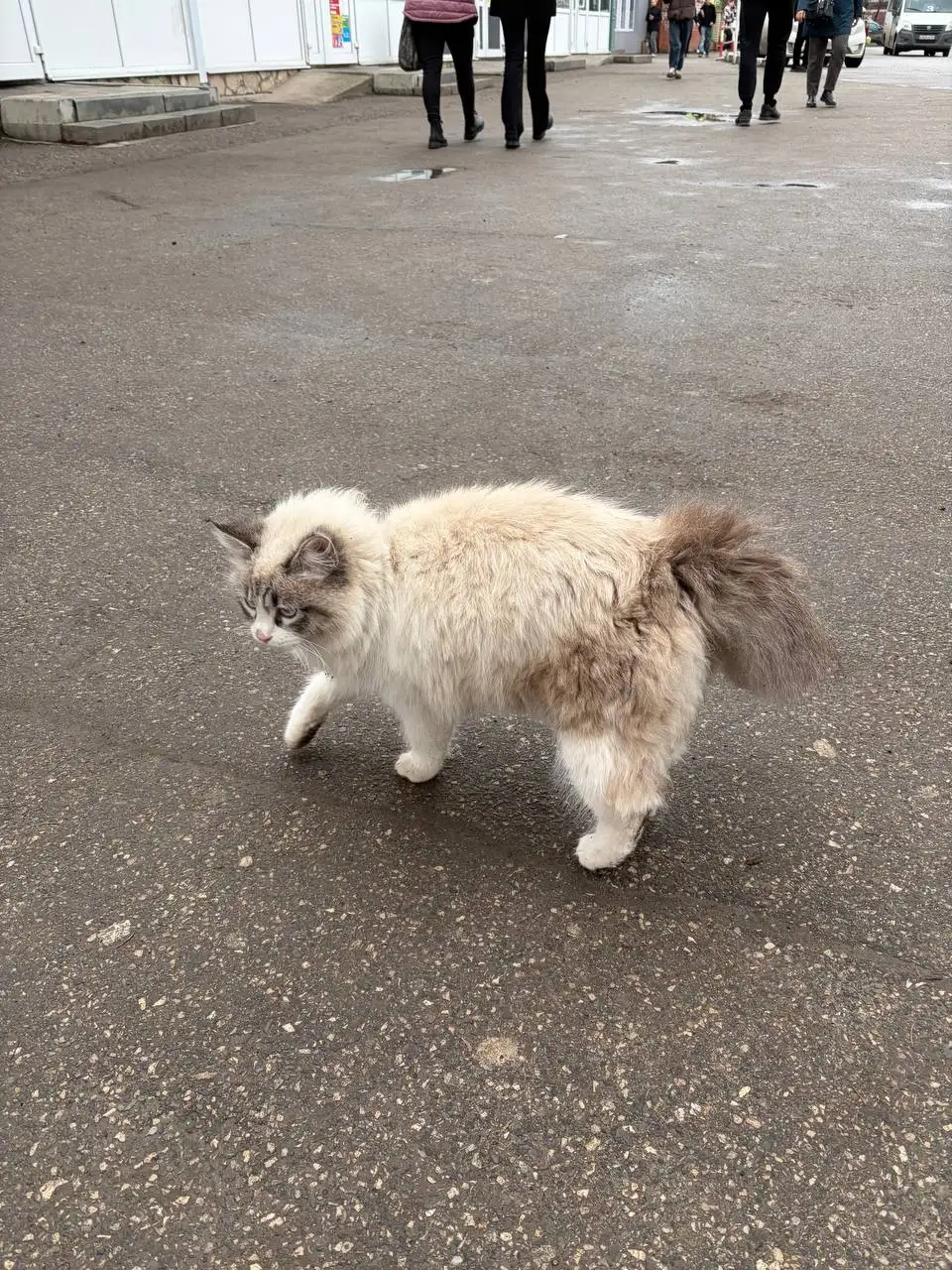 Потерявшаяся глухая кошка в Энгельсе - Потерянные животные (Животные) в Энгельс