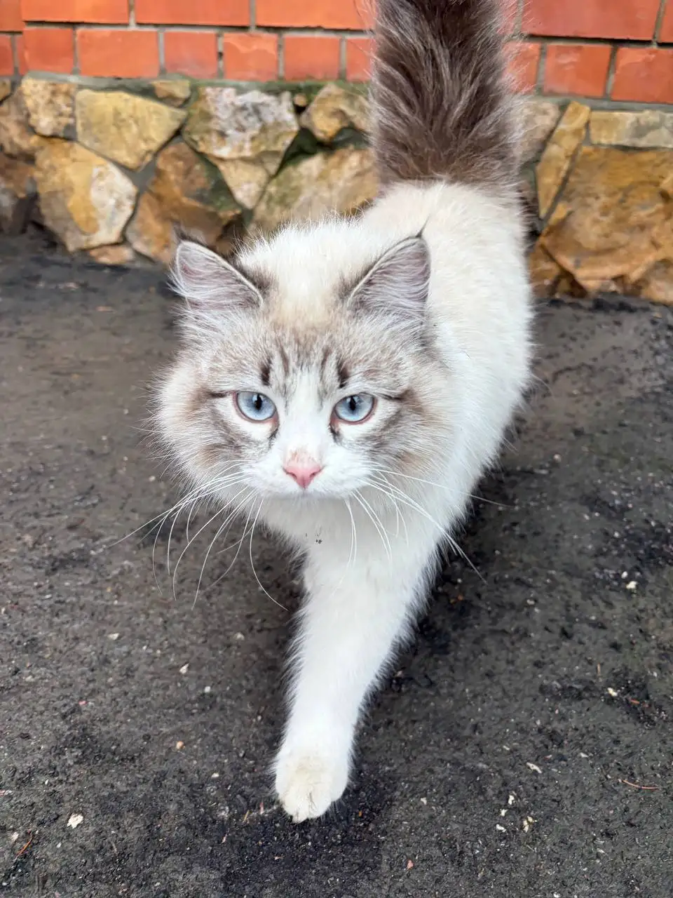 Потерявшаяся глухая кошка в Энгельсе - Потерянные животные (Животные) в Энгельс