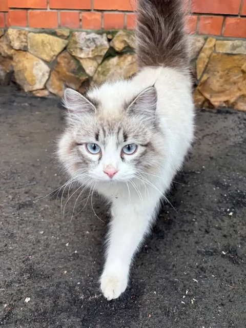 Потерянная глухая кошка или кот в Энгельсе - Птицы в Энгельс