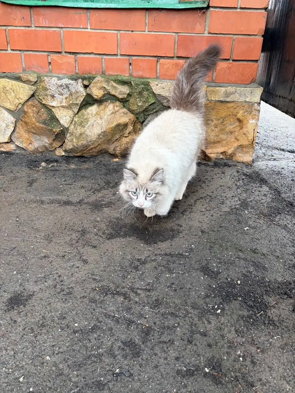 Потерянная глухая кошка или кот в Энгельсе - Кошки (Животные) в Энгельс