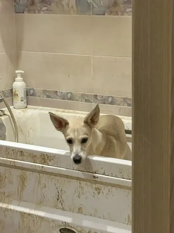 Срочно нужен дом для двух собак и кошки - Пристройство животных в Саратов