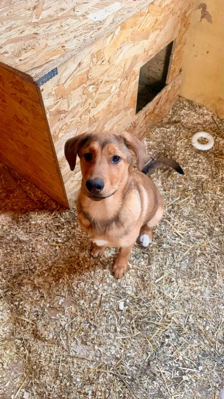 Сбор средств на передержку щенков - Животные в Саратов